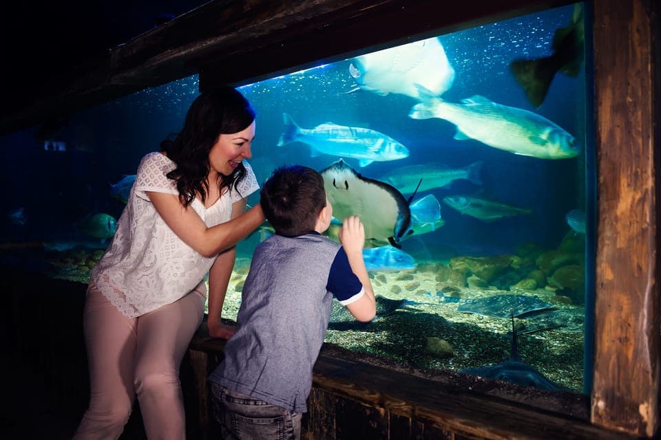 SEA LIFE Manchester Entry Ticket - Image 7
